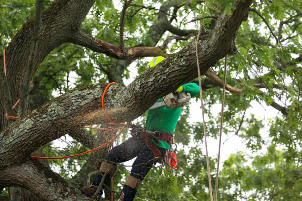 How Our Tree Care Process Works  in  New Franklin, OH